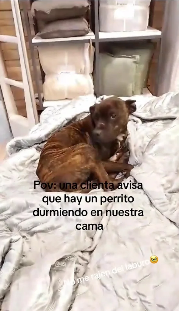 perro neuquen